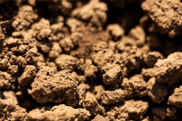 https://cdn.shopify.com/s/files/1/0524/7274/2047/files/Close-up_of_dry_clumpy_soil.jpg?v=1752669104