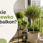 drzewko na balkon